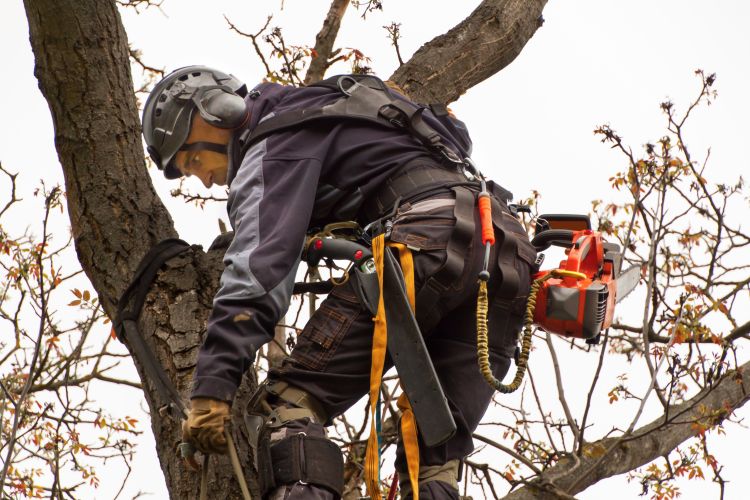 Four Reasons To Consider Professional Service For Tree Removal in Orange Park FL