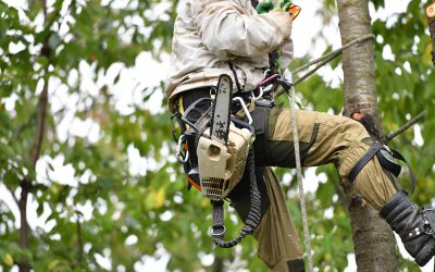 When to Call in Tree Removal Services in Olathe KS?